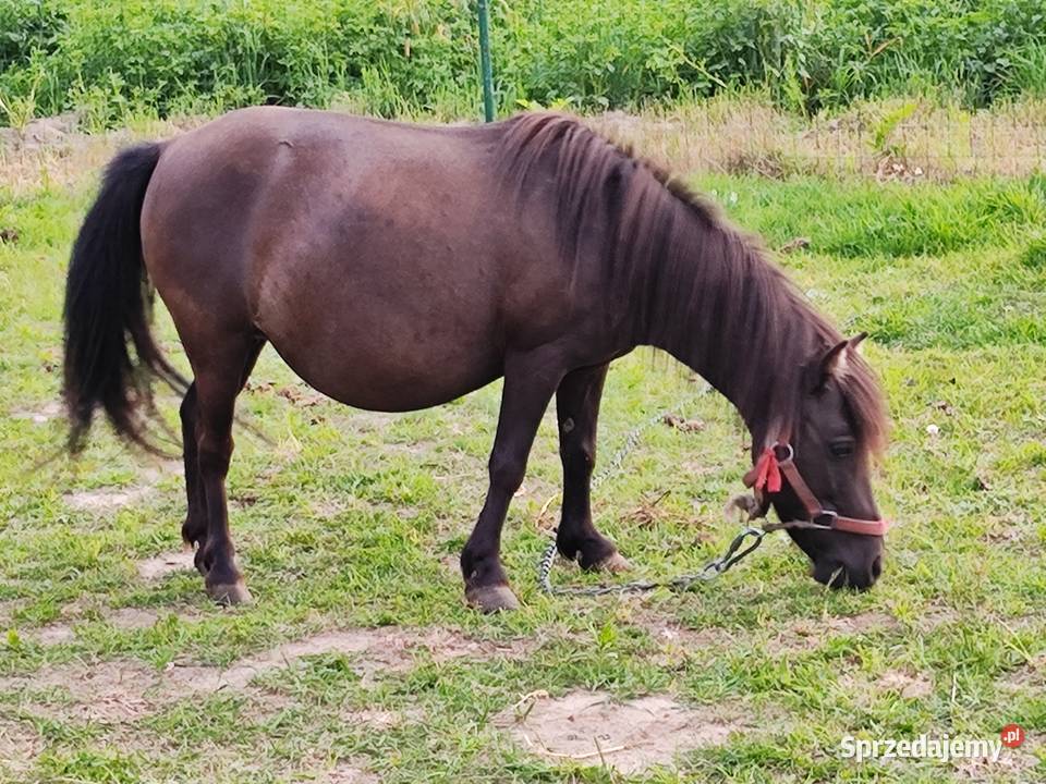 Kucyki kucka klaczka źrebak bryczką wóz kujawsko-pomorskie Świecie