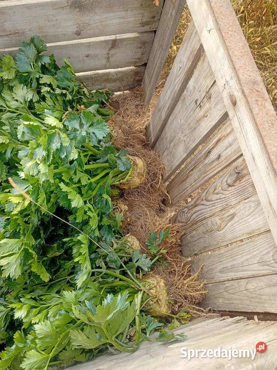 Sprzedam seler z nacią duża ilość Charsznica sprzedam