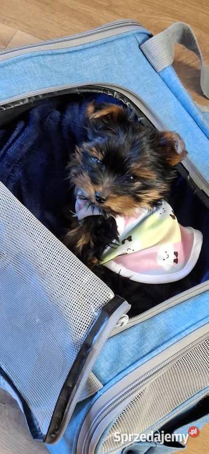 Yorkshire Terrier mala sunia Kraków sprzedam