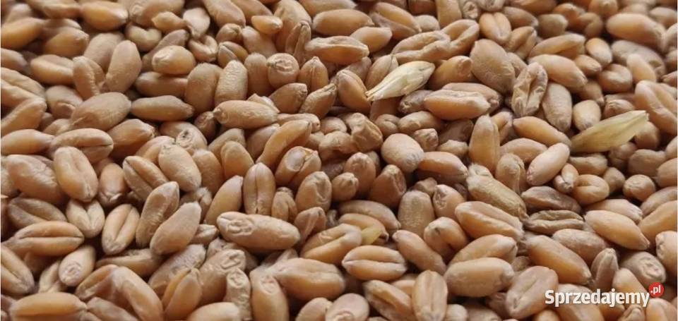 Pszenica jęczmień mieszanka