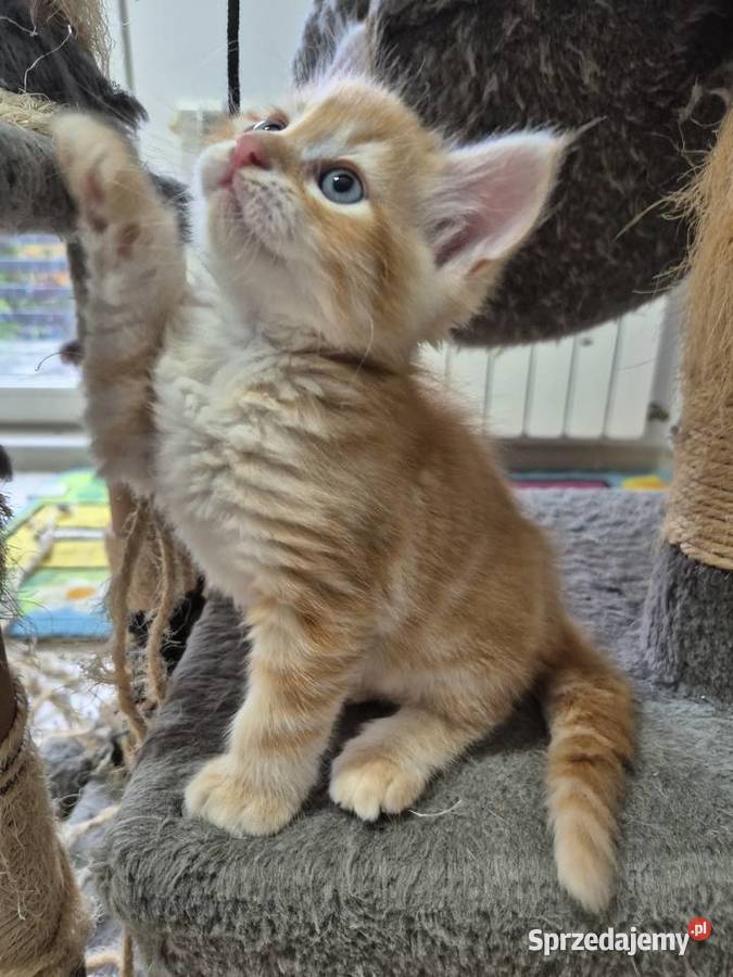 Kocurek Syberyjski OLO rodowód FIFE FPL Stary Broniszew