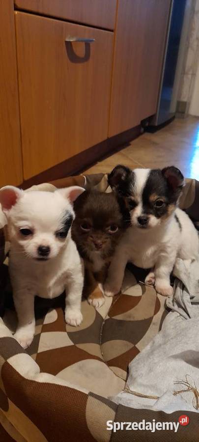 Mała suczka ojcu chihuahua Mińsk Mazowiecki sprzedam