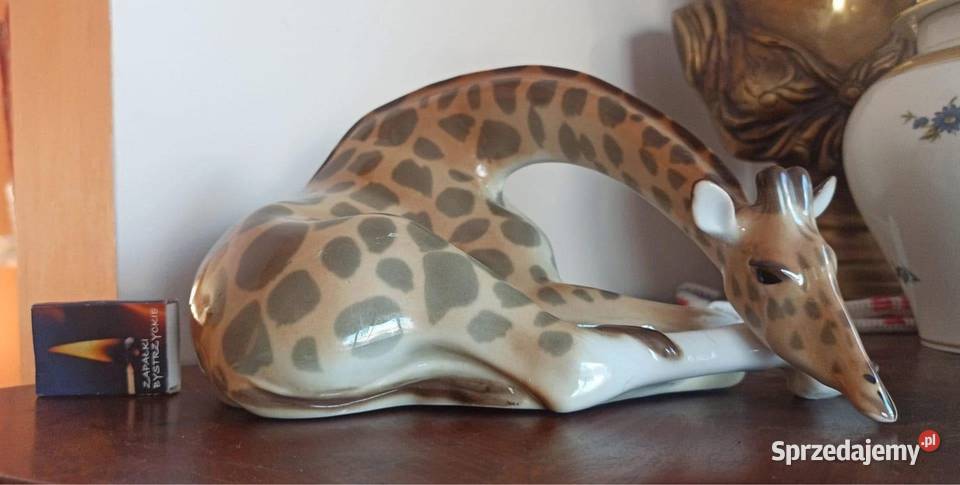 Żyrafa wysoka Łomonosow pomorskie Gdańsk