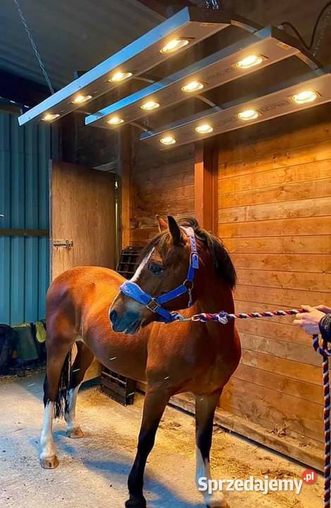 Solarium koni Drimee Sirocco