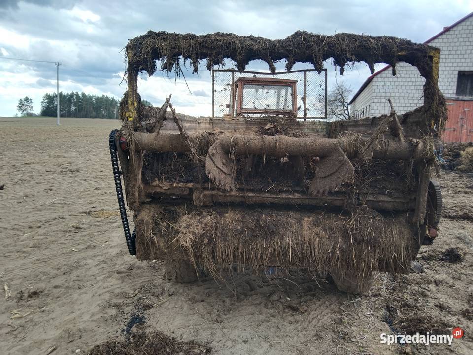 Rozrzutnik czarna białostocka