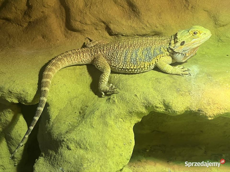 Agama brodata z terrarium Skała sprzedam