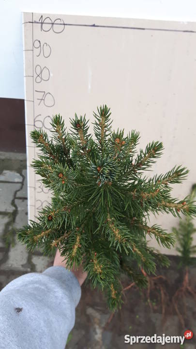 Świerk srebrny sadzonki Jodła kaukaska THUJA Kraków sprzedam