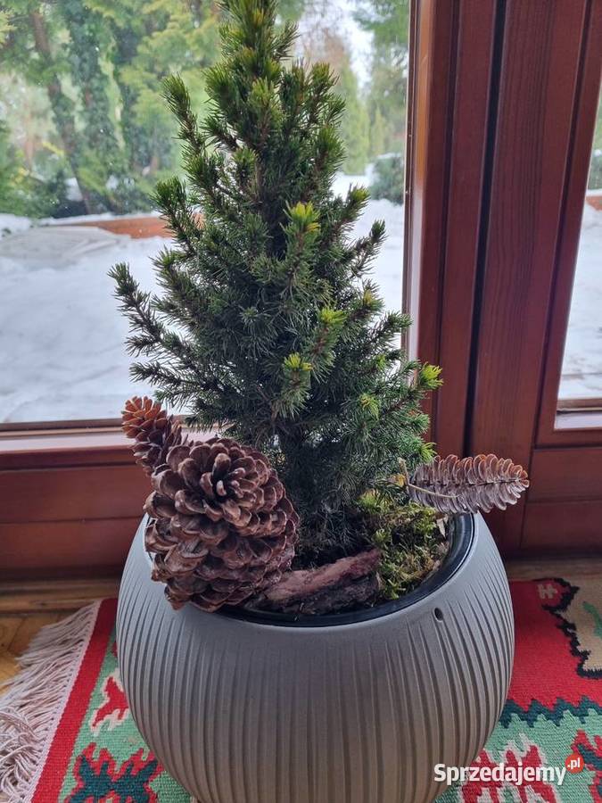 Prosperplast Doniczka Beton Bowl szara 24 świerk lubelskie Lublin