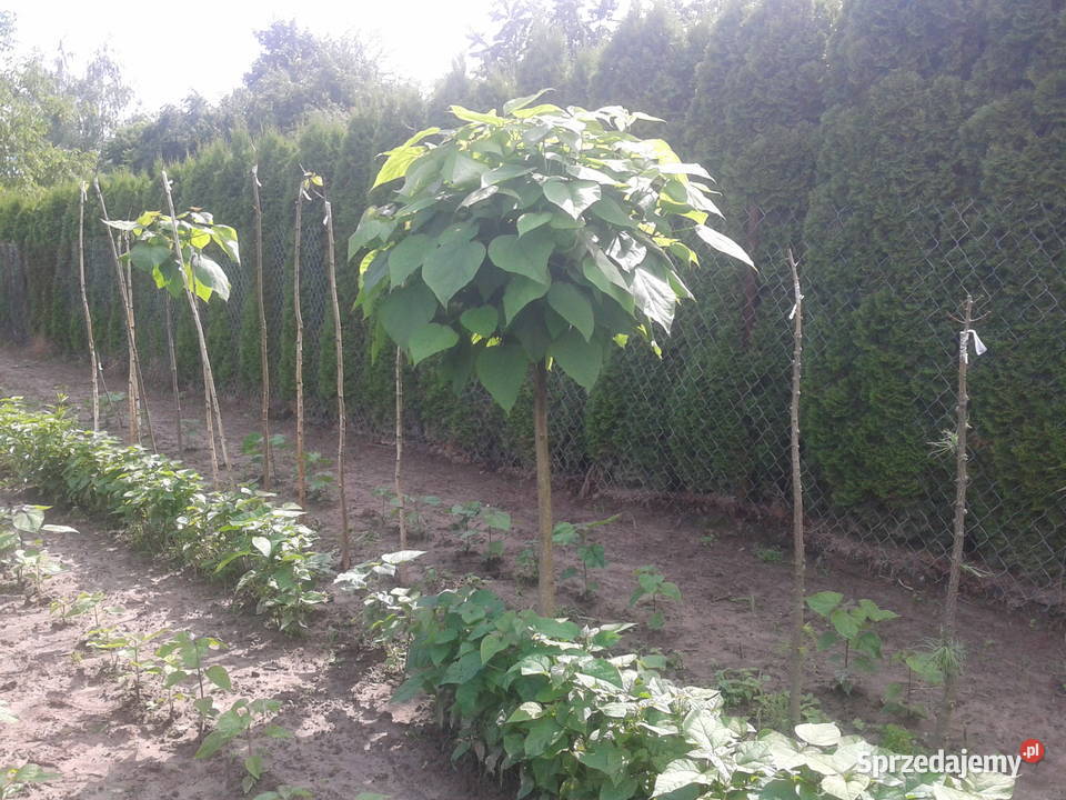 catalpa katalpa surmia nana szczepiona Rośliny Puławy