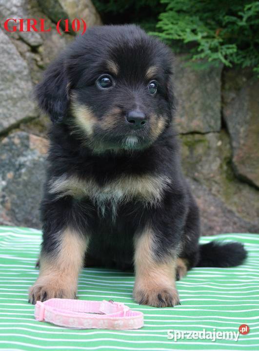 oferujemy szczenięta hovawarta z renomowanego Białystok