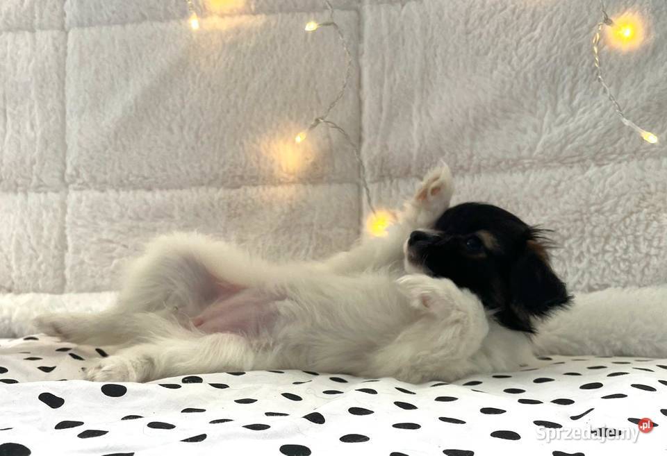 spaniel kontynentalny miniaturowy phalene nie Zwierzęta Rudzica