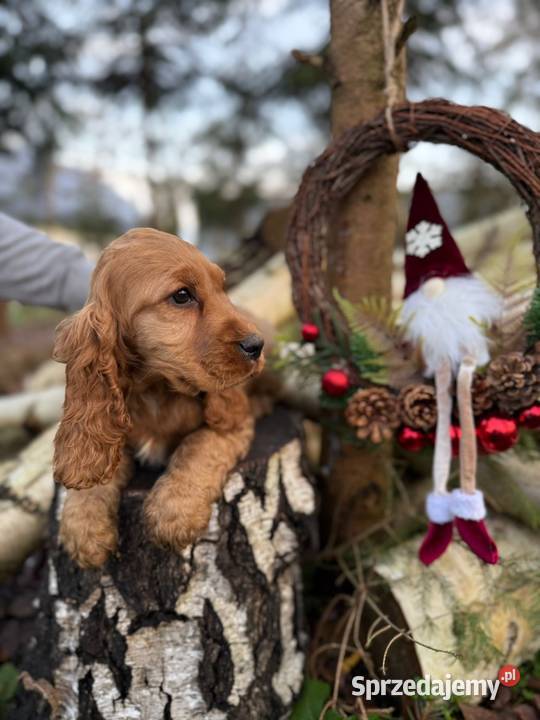 Cocker Spaniel Angielski piesek sunia z Kielce