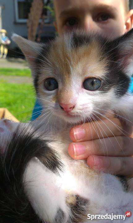 Do adopcji młode kocięta Będzin