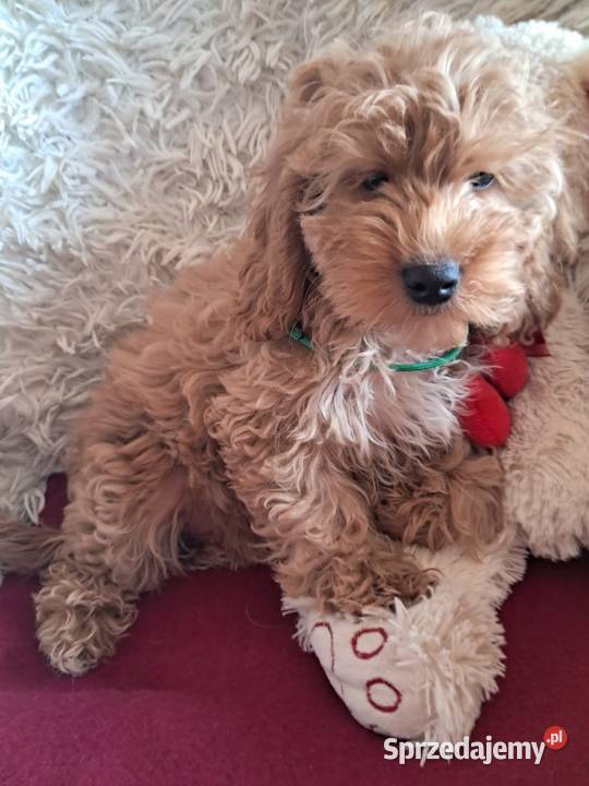 Suczka cockapoo mama cocker spaniel tata pudel świętokrzyskie Busko-Zdrój
