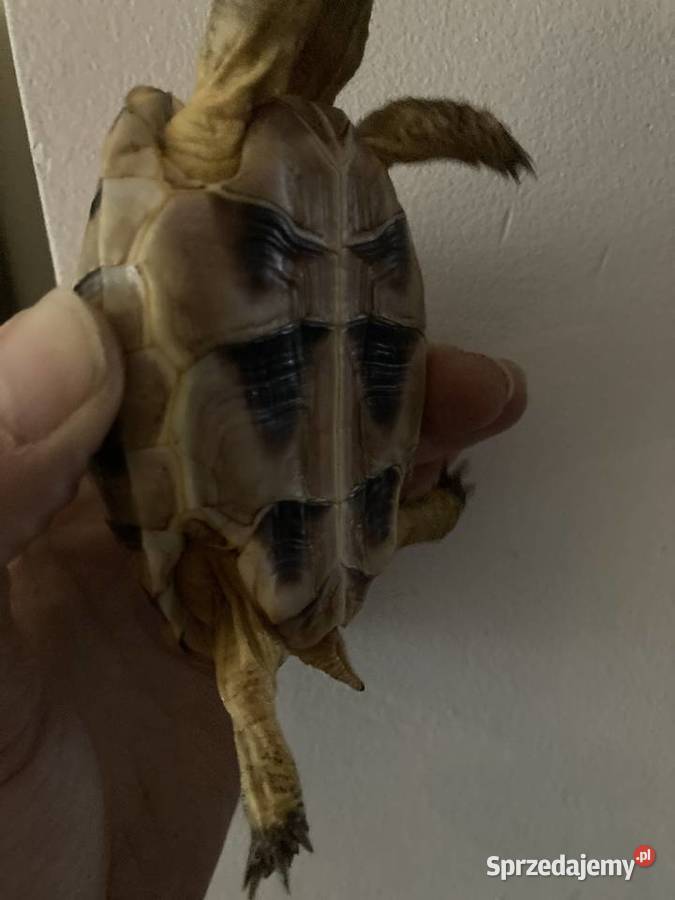 Żółw Marginata około cztery lata Testudo Rybnik
