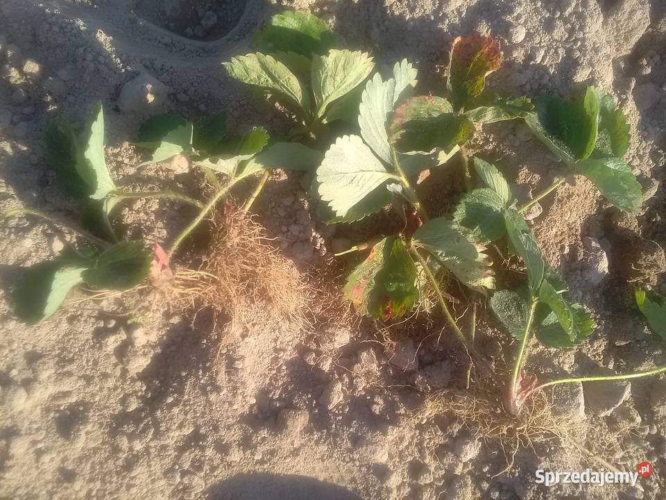 Truskawki pędy 60 gr honay Pińczów