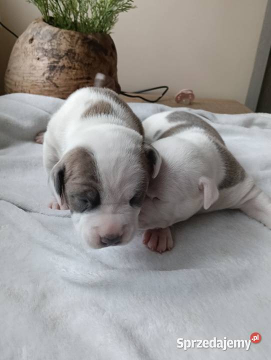 Piękne szczenięta American Staffordshire Terrier Kępno