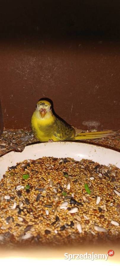 Papugi świergotki Julianpol