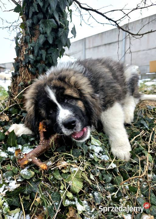 MASTIF PIRENEJSKI ZKWP FCI GOTOWY DO ODBIORU Arentowo sprzedam
