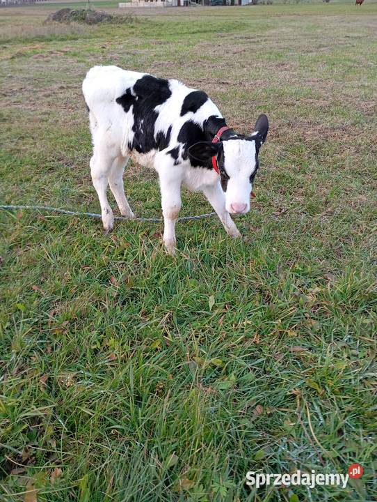 Byczek czarno biały polski Smyków