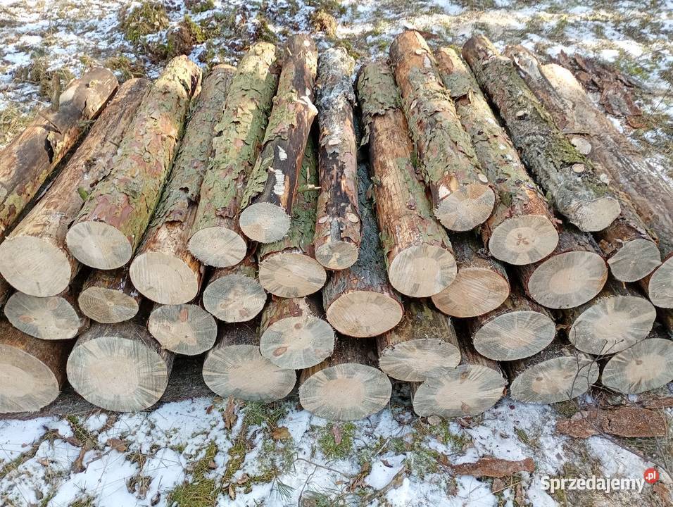 Sosna opałowa wałki wielkopolskie