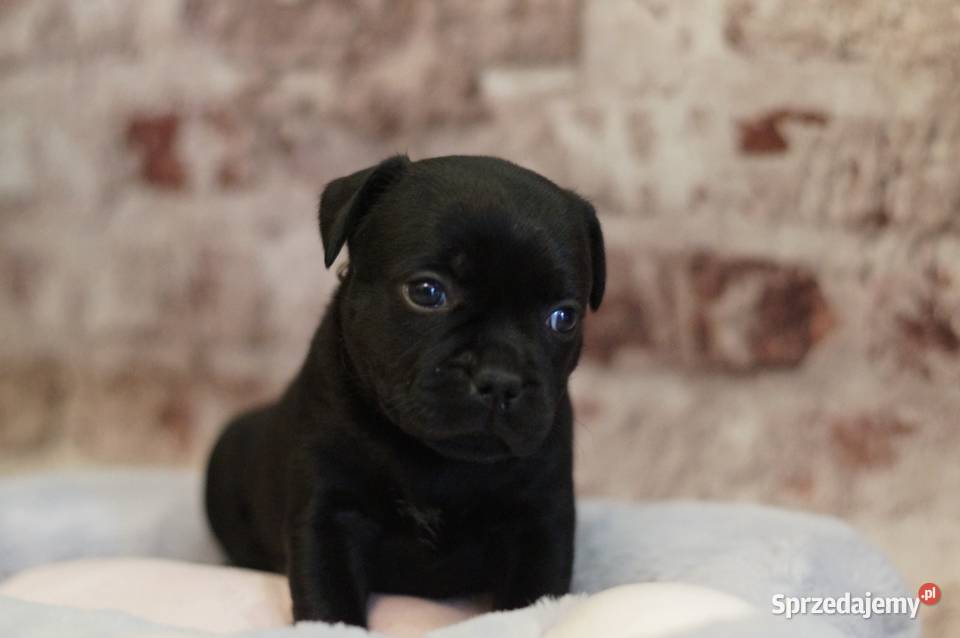 Staffordshire Bull Terrier ZKwP FCI Leszno sprzedam