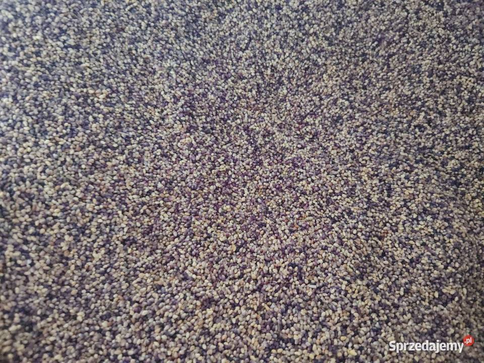 Koniczyna czerwona Jędrzejów