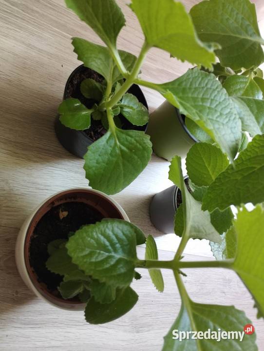 Mięta sadzonki 6 sztuk Łódź