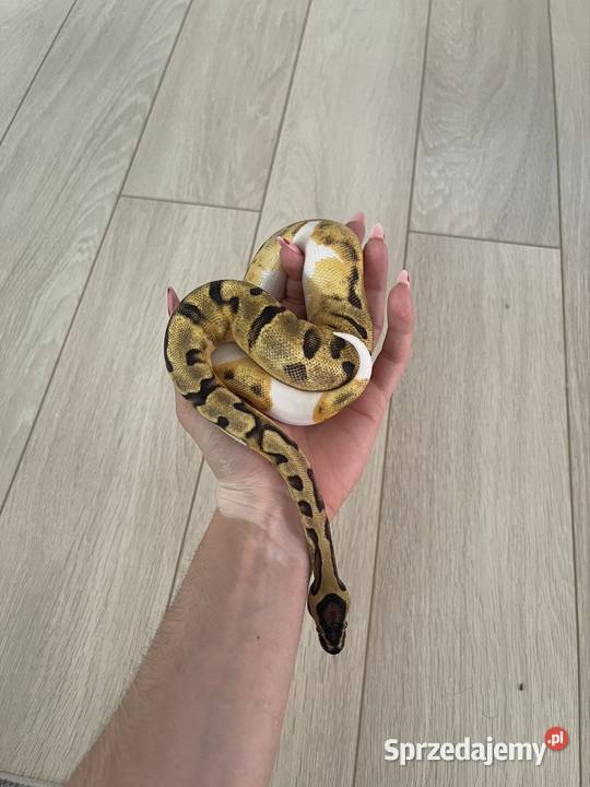 Enchi Piebald Samica Pytona Królewskiego Warszawa