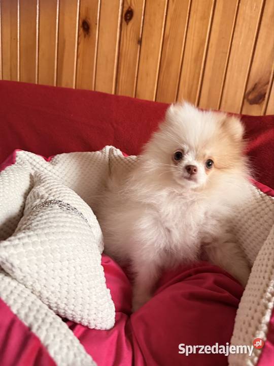 Szpic miniaturowy pomeranian śląskie Częstochowa