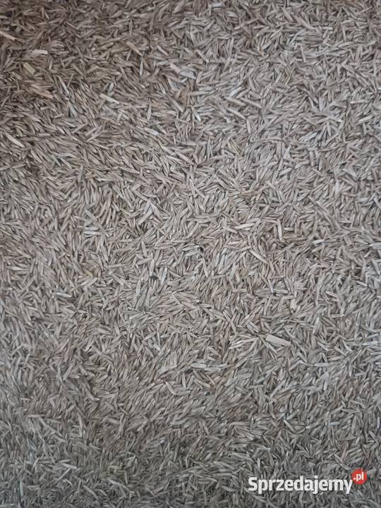 Życica trwałaRajgras lubelskie Antopol