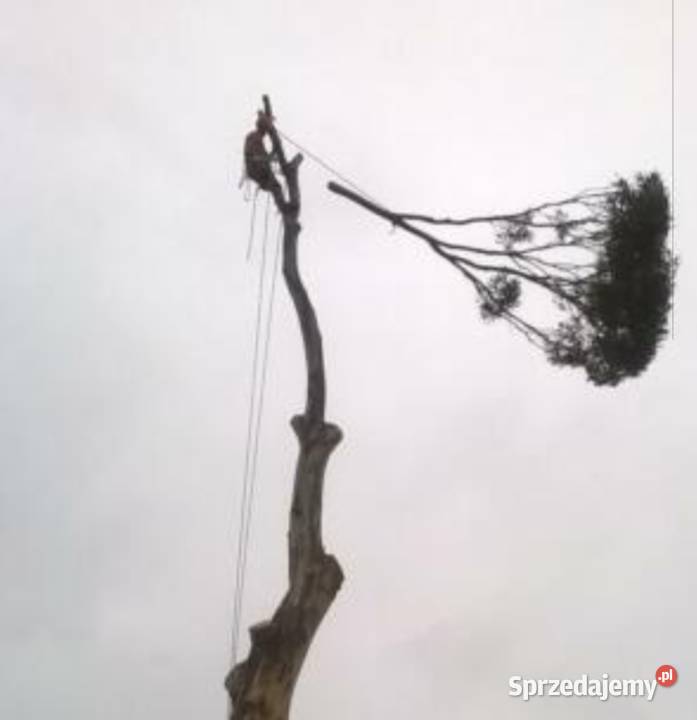 wycinka drzew koronacja