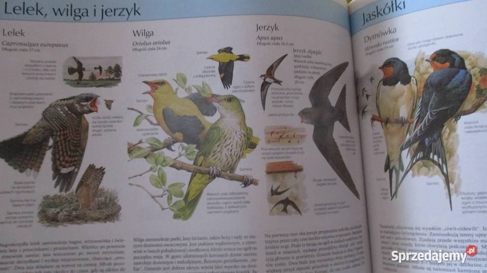 Larouss Ziemia Rośliny Zwierzęta Nasza przyroda łódzkie Łódź