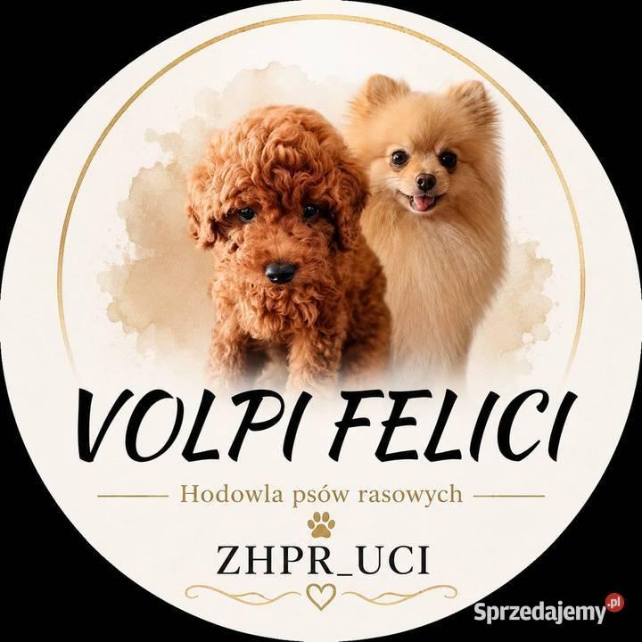 Szpic miniaturowy XS doskonałych rodzicach pomorskie Rumia