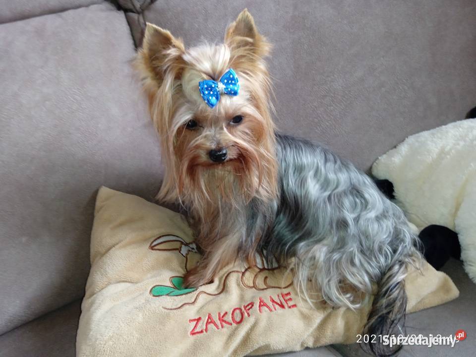 York maleńki piesek xxs Godów