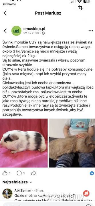 Świnka morska cuy lubuskie Zielona Góra sprzedam