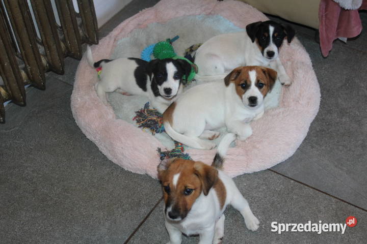Szczenięta JACK R Terrier piesek suczka wielkopolskie Jarocin