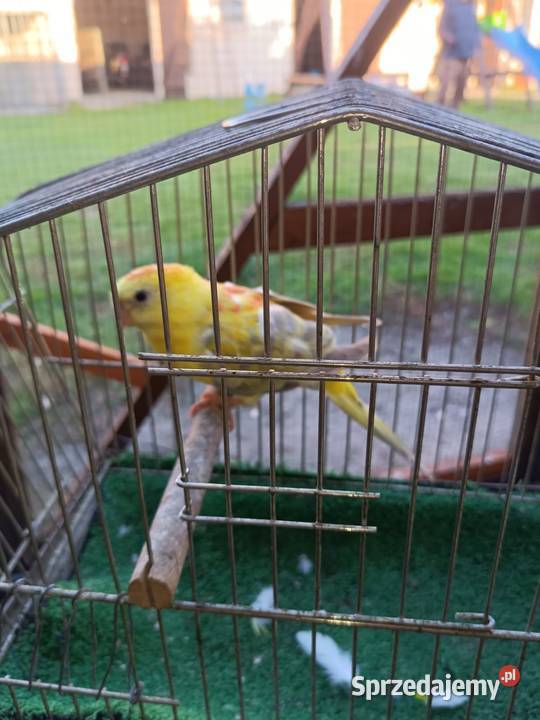 Sprzedam papugi Pleszew