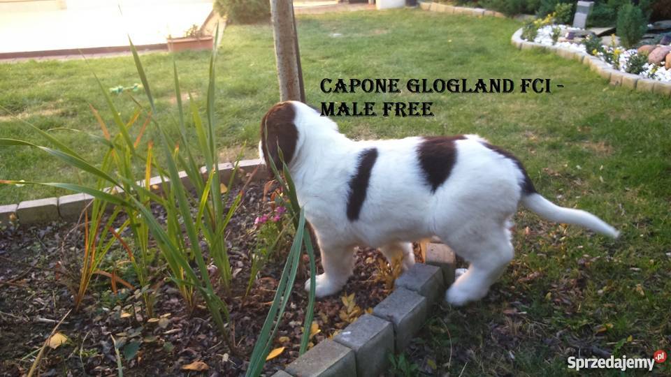 landseer piękne pieski dolnośląskie Głogów