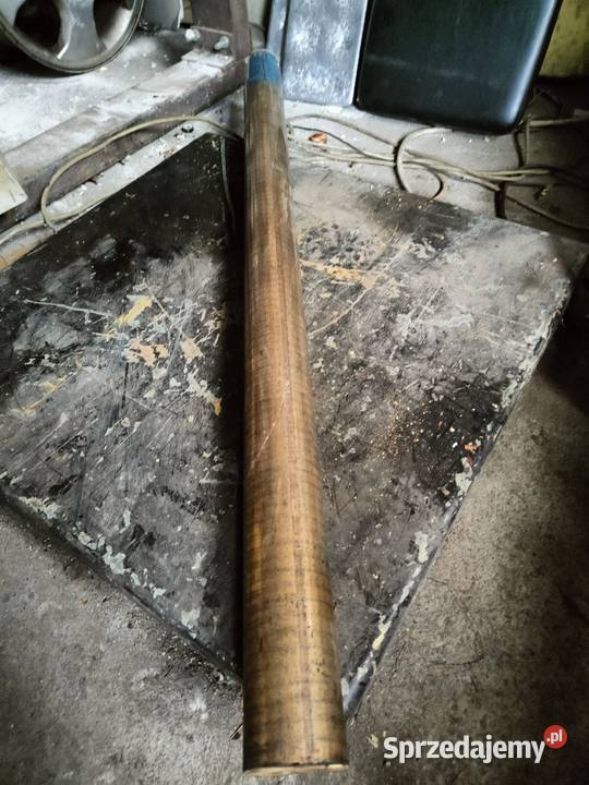 Walek brązowy Kalisz