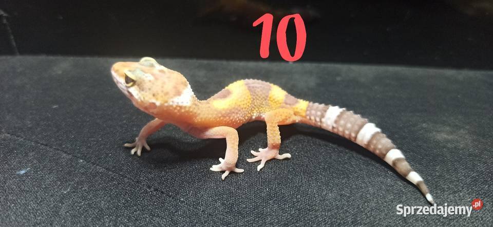 eublefary lamparcie młode małopolskie Kraków