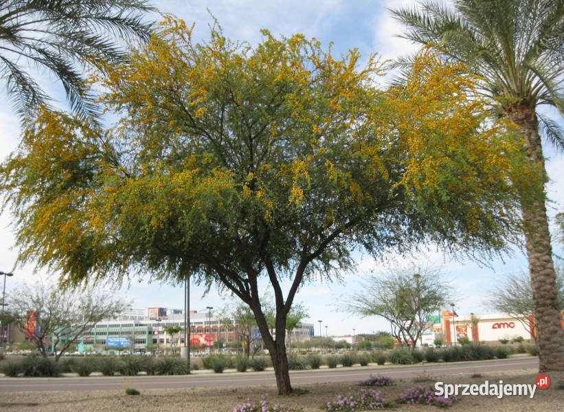 AKACJA FARNESIANA Acacia farnesiana NASIONA 100g Nasiona kujawsko-pomorskie Lubanie sprzedam