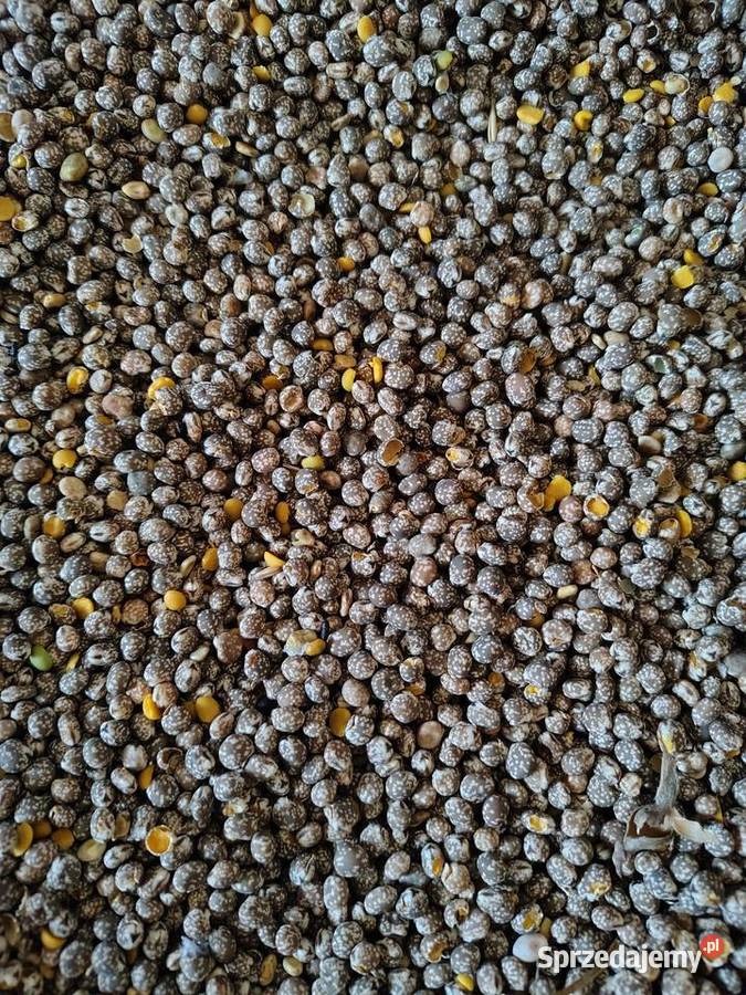 Łubin wąskolistny niebieski gorzki na poplon Krasnystaw