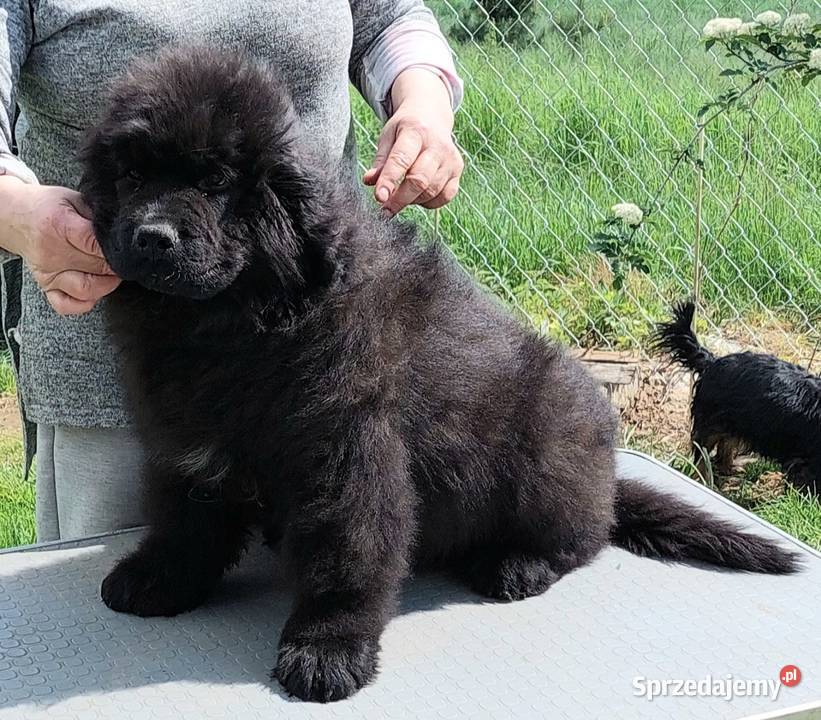 Nowofundland piękny piesek z metryką ZKwP