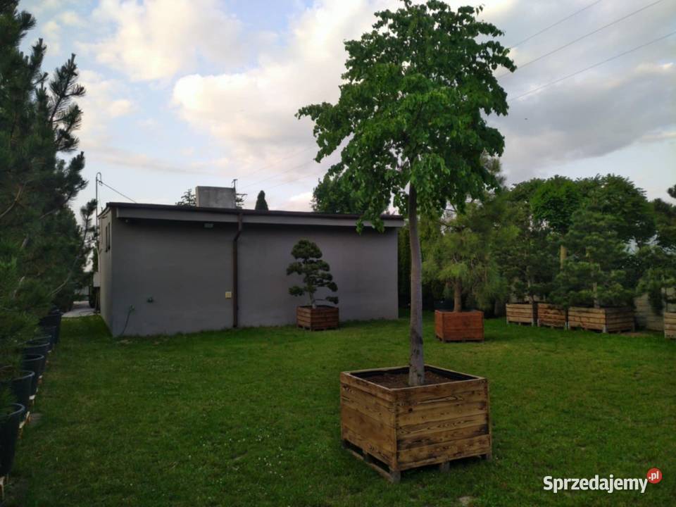Działka budowlana 650m2 z budynkiem 88m2 Dom Skierniewice