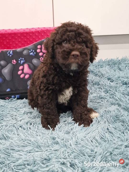 Lagotto Romagnolo ZKwPFCI lubelskie Jakubowice Konińskie