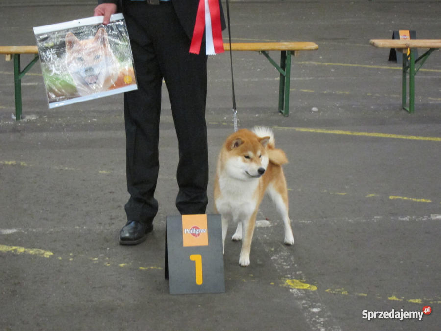 shiba inu szczenięta Marki sprzedam