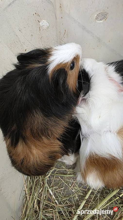 Świnka morska cavia domowa cawia Tarnów sprzedam