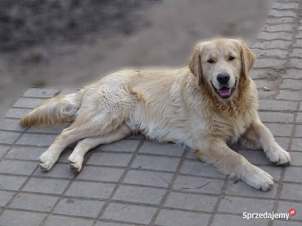 Golden retriever 7 miesięczne Przysucha