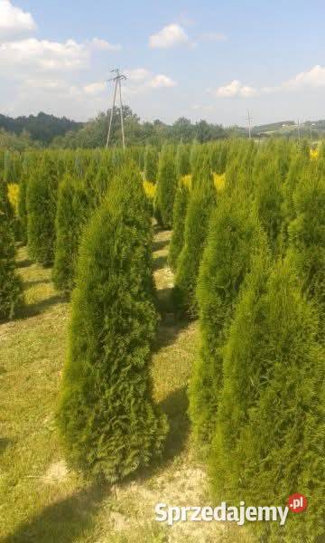 Tuja szmaragd szmaragdowa tuje na żywopłot Jabłonica sprzedam